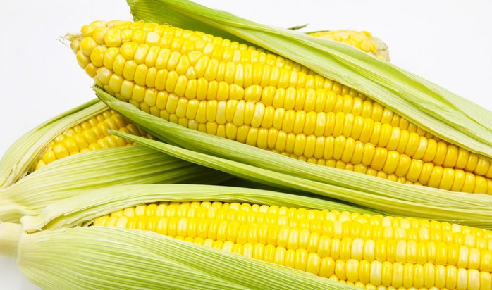 行星式球磨機(jī)+篩分儀——用于播種的轉(zhuǎn)基因作物檢測的專業(yè)前處理